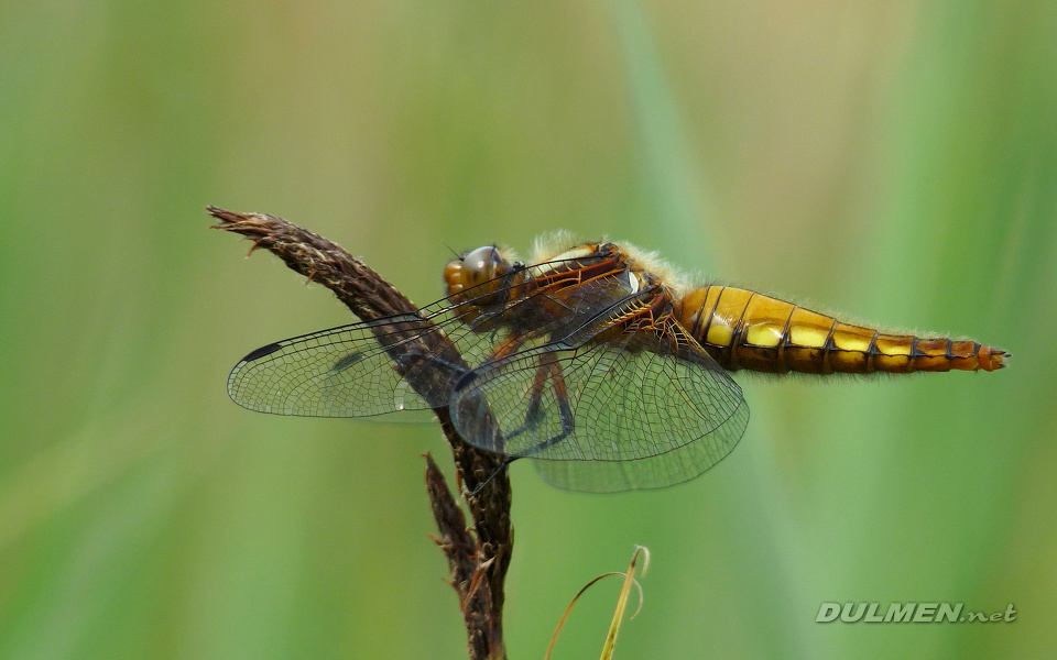 Broad-bodied Chaser (Female, Libellula depressa)